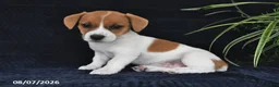 Jack Russell Terrier dogs for sale: Yvonne - Ad 1