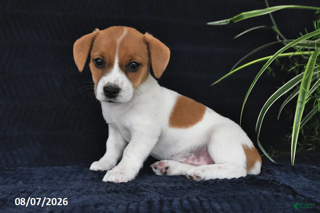 Jack Russell Terrier dogs for sale: Yvonne - Ad 1
