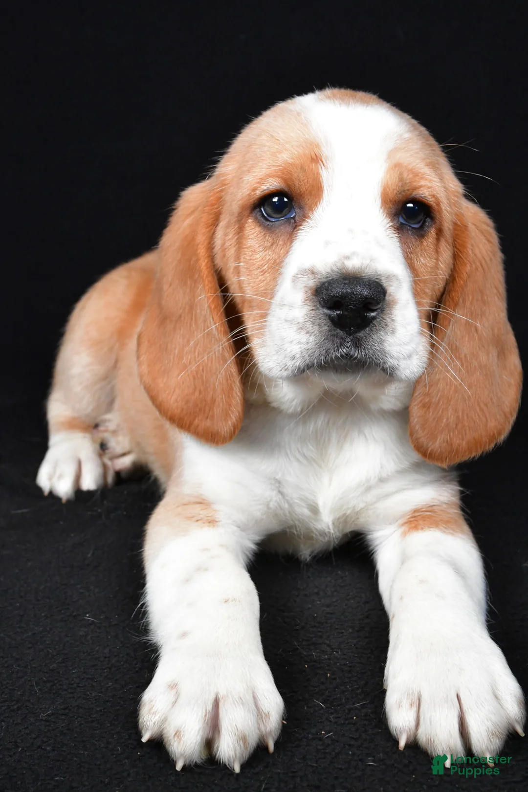 Beagle dogs for sale: Cody - Ad 1