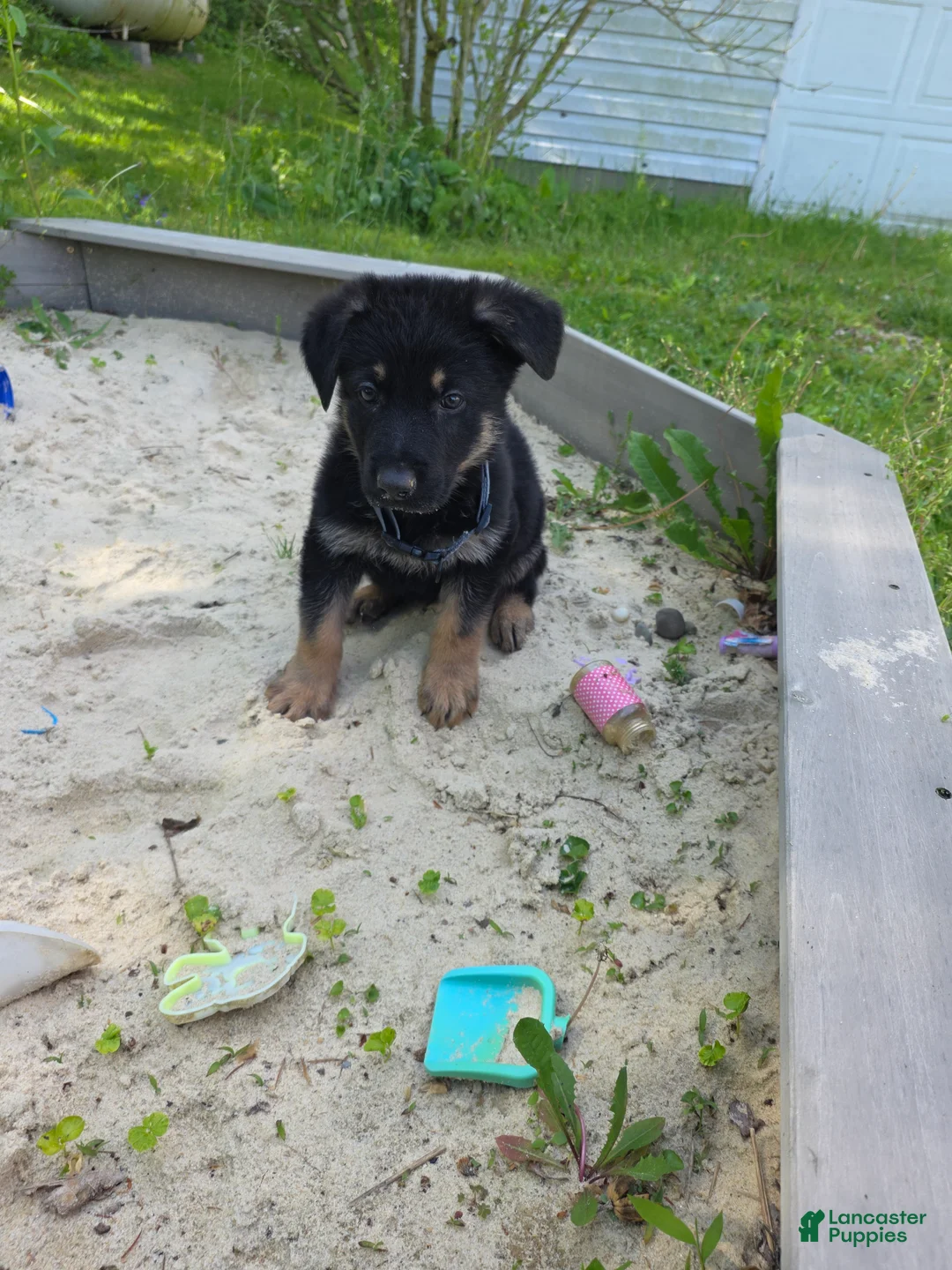 German Shepherd dogs for sale: Alex - Ad 1