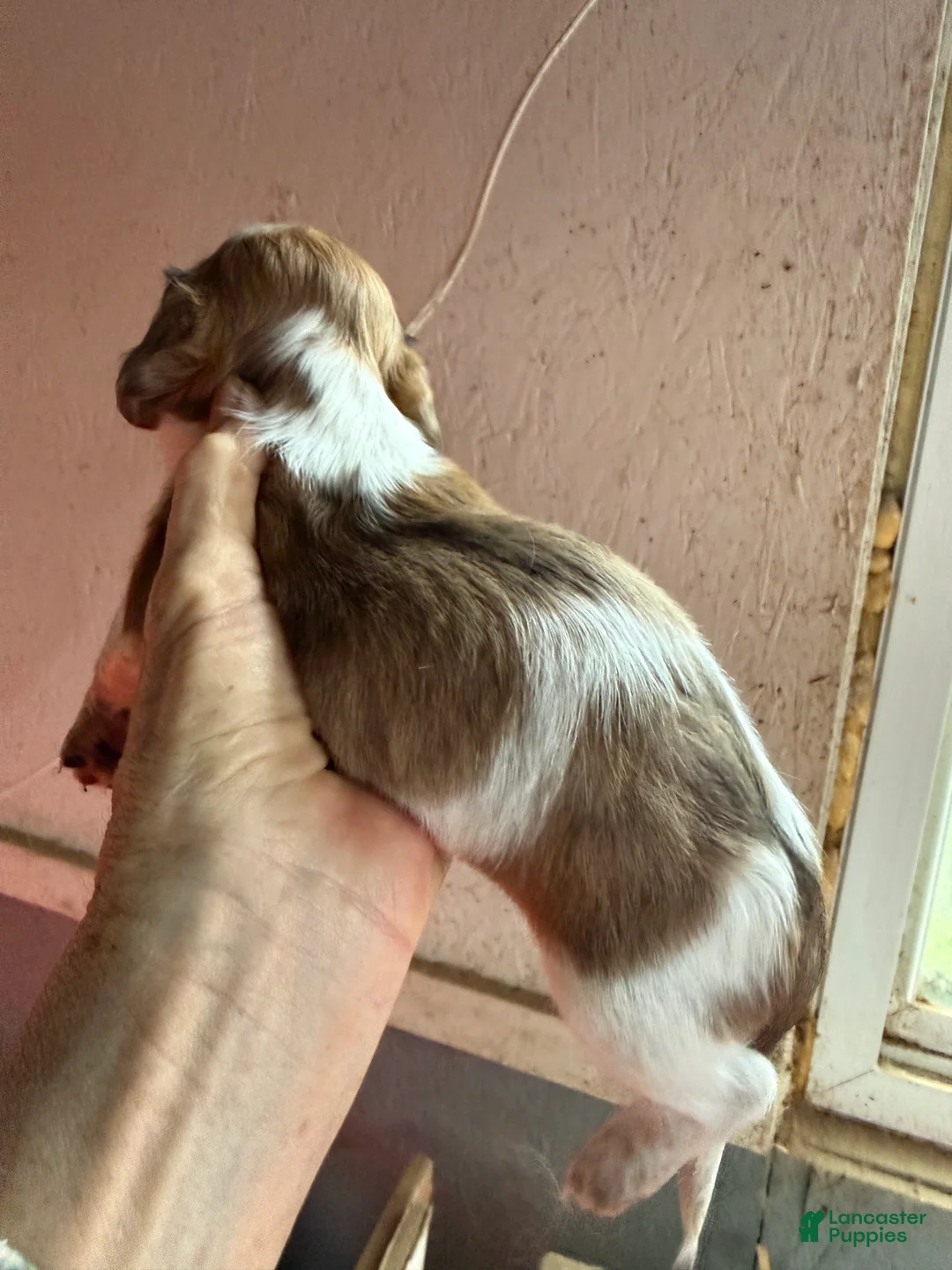 Miniature Dachshund dogs for sale: Miniature Dachshund Puppy 2 - Ad 1