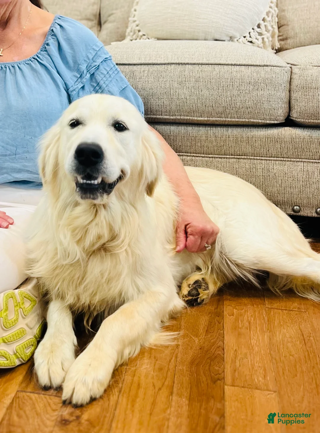 Gallery Image {{count}}