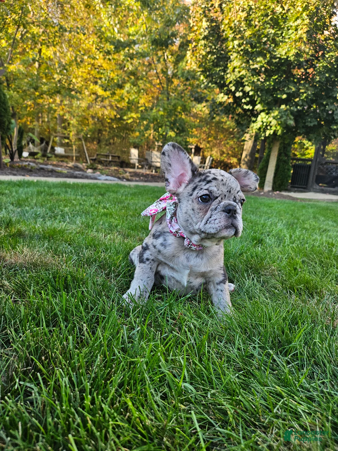 French Bulldog dogs for sale: Sammy - Ad 3