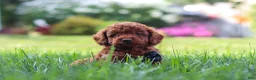 Miniature Poodle dogs for sale: Blake - Ad 4