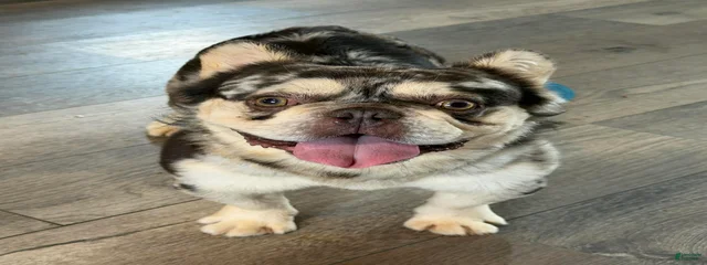 Monte 
