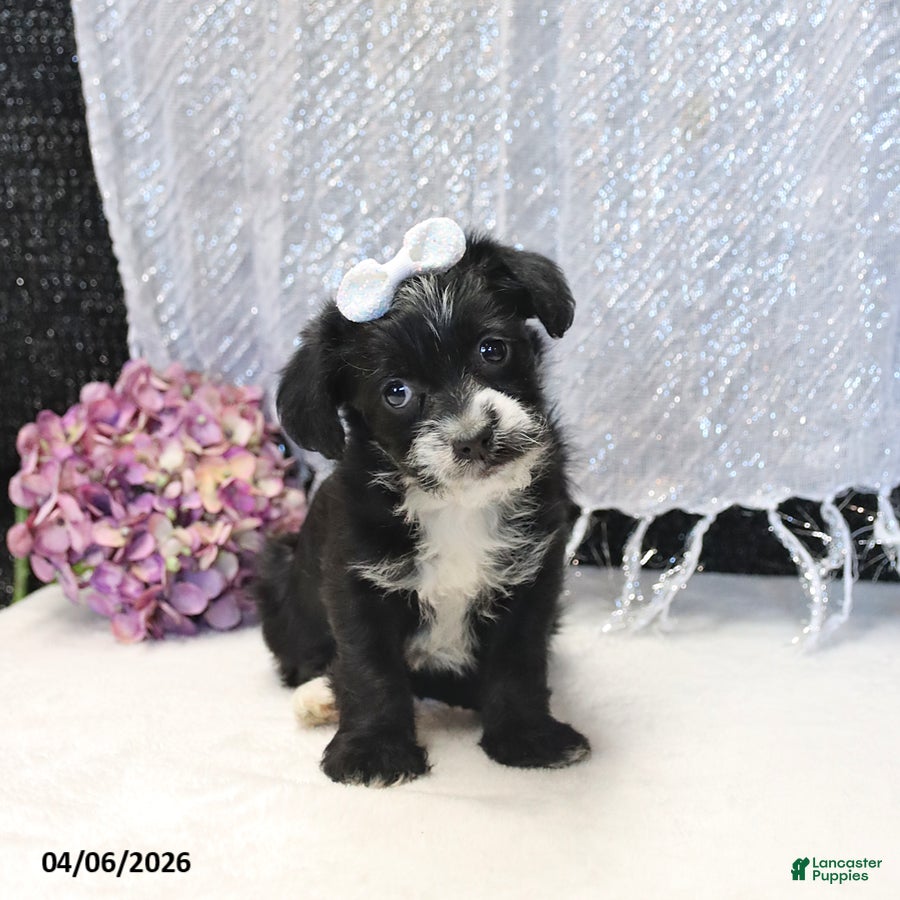 Yorkiepoo dogs Raven - Ad 1