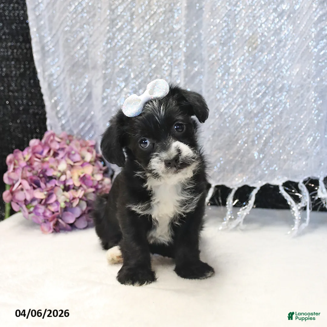 Yorkiepoo dogs for sale: Raven - Ad 1