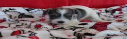 Miniature Schnauzer dogs for sale: tony - Ad 6