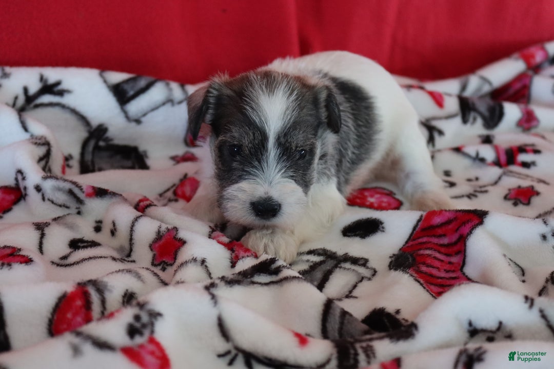 Miniature Schnauzer dogs for sale: tony - Ad 6