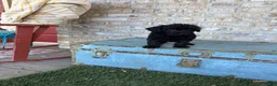 Miniature Labradoodle dogs for sale: Bandit  - Ad 2