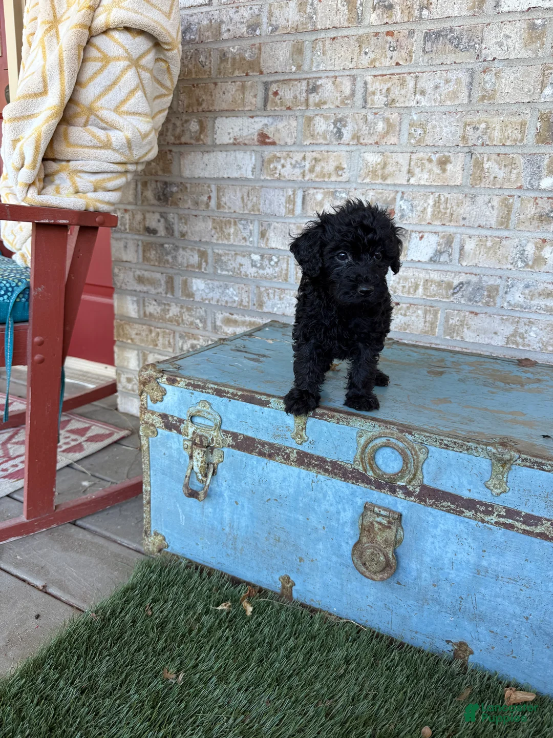 Miniature Labradoodle dogs for sale: Bandit  - Ad 2