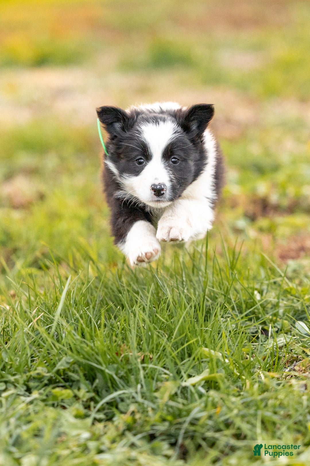 Mixed Breed dogs for sale: Cuddles - Ad 2