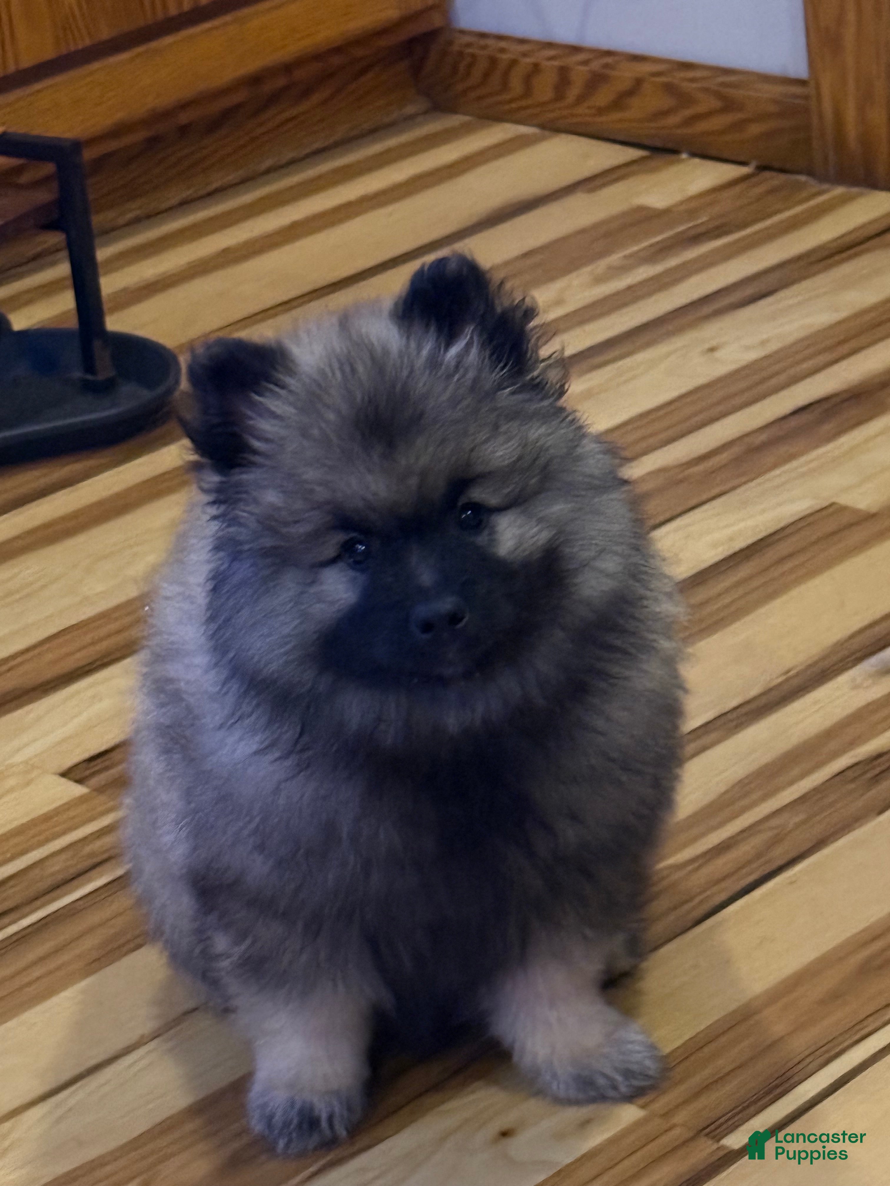 Keeshond dogs Keeshond Puppy 1 - Ad 7