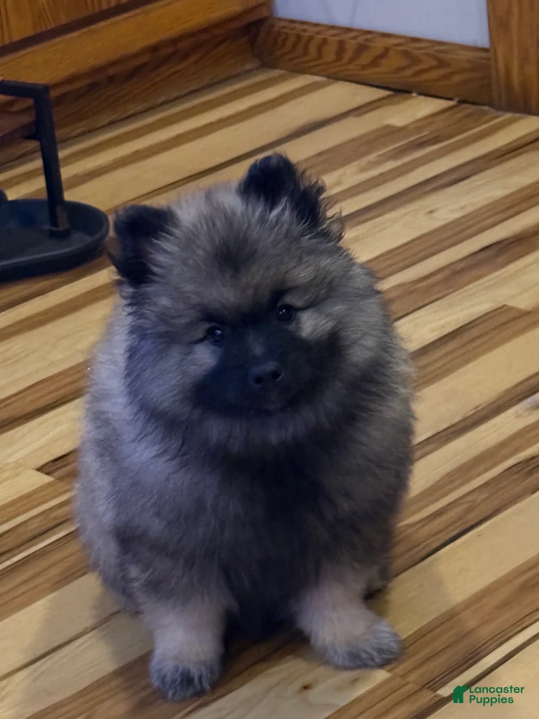 Keeshond dogs for sale: Keeshond Puppy 1 - Ad 1