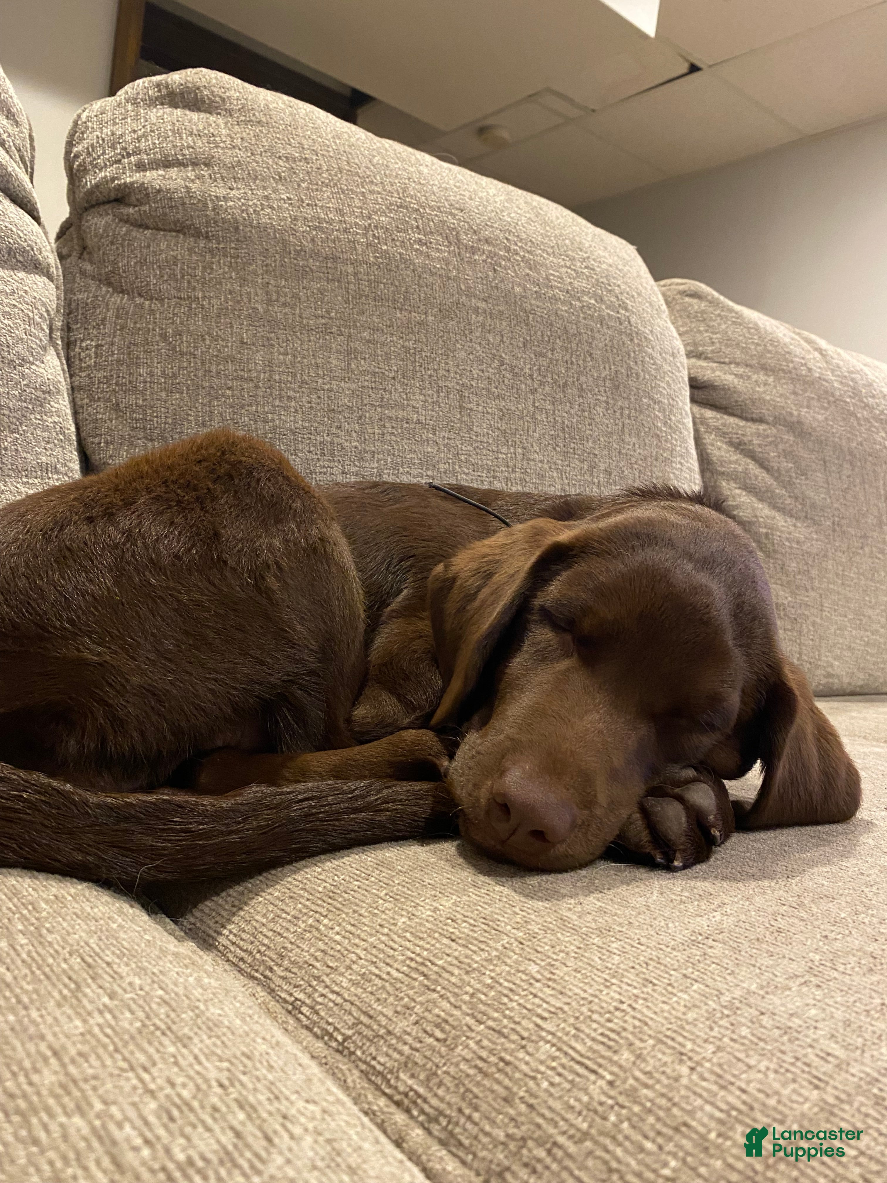 Labrador Retriever dogs Koko - Ad 15