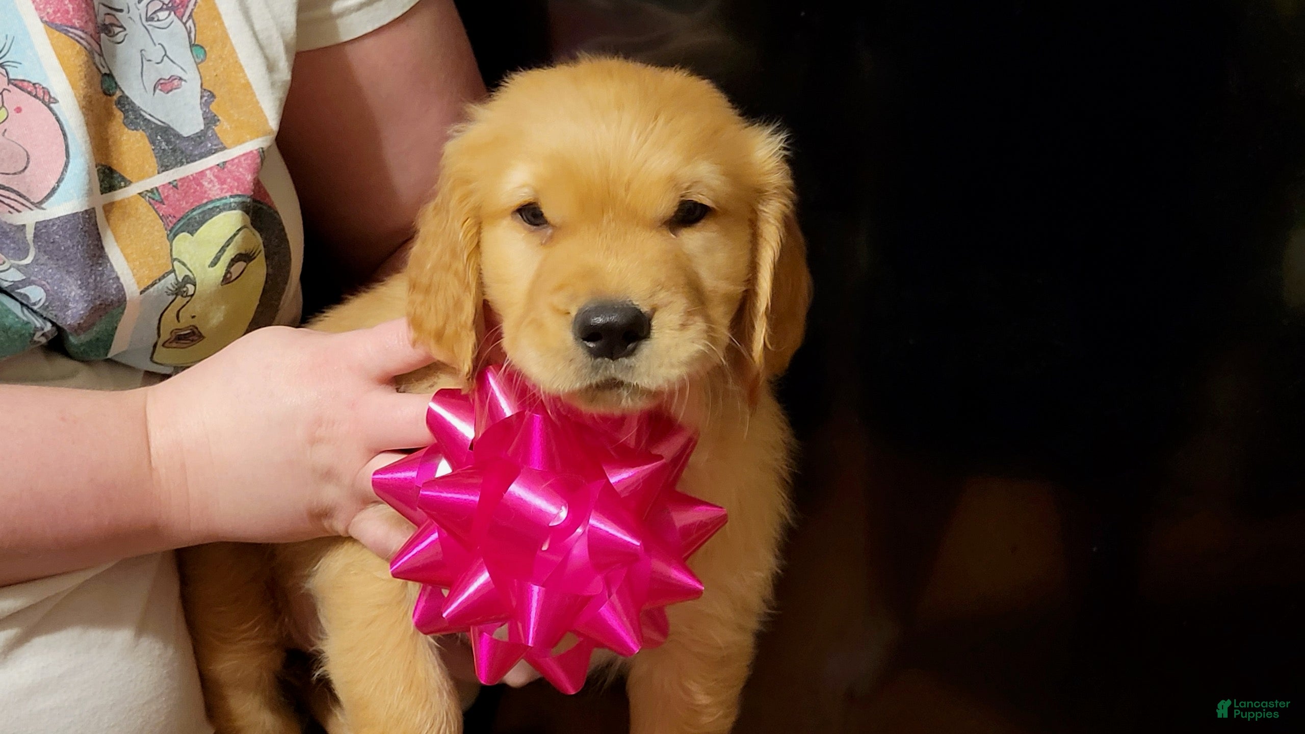 Golden Retriever dogs Golden Retriever Puppy 1 - Ad 1