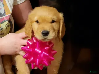Golden Retriever dogs Golden Retriever Puppy 1 - Ad 1