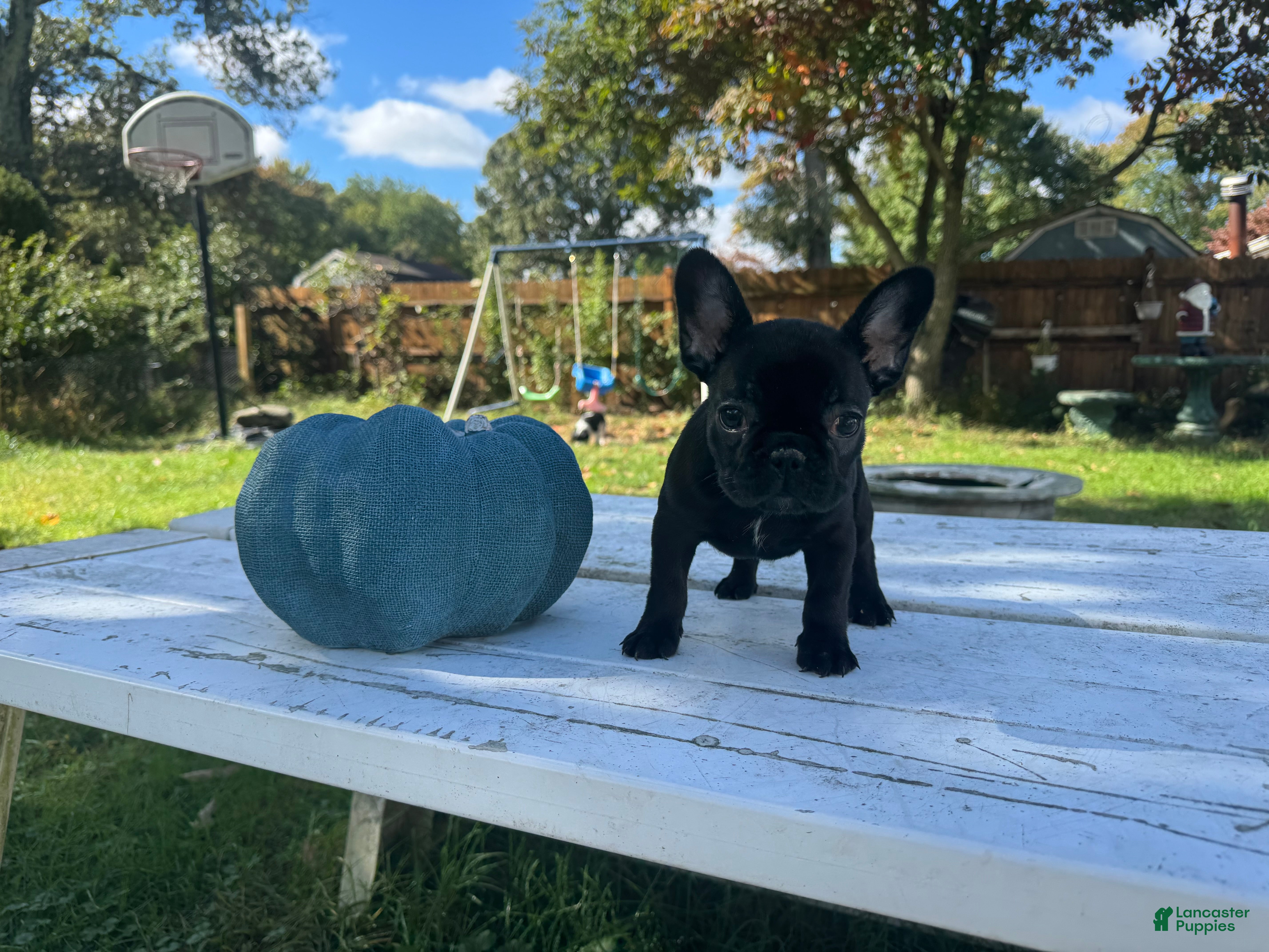 French Bulldog dogs Crowe - Ad 1