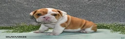 English Bulldog dogs for sale: Jackson - Ad 5