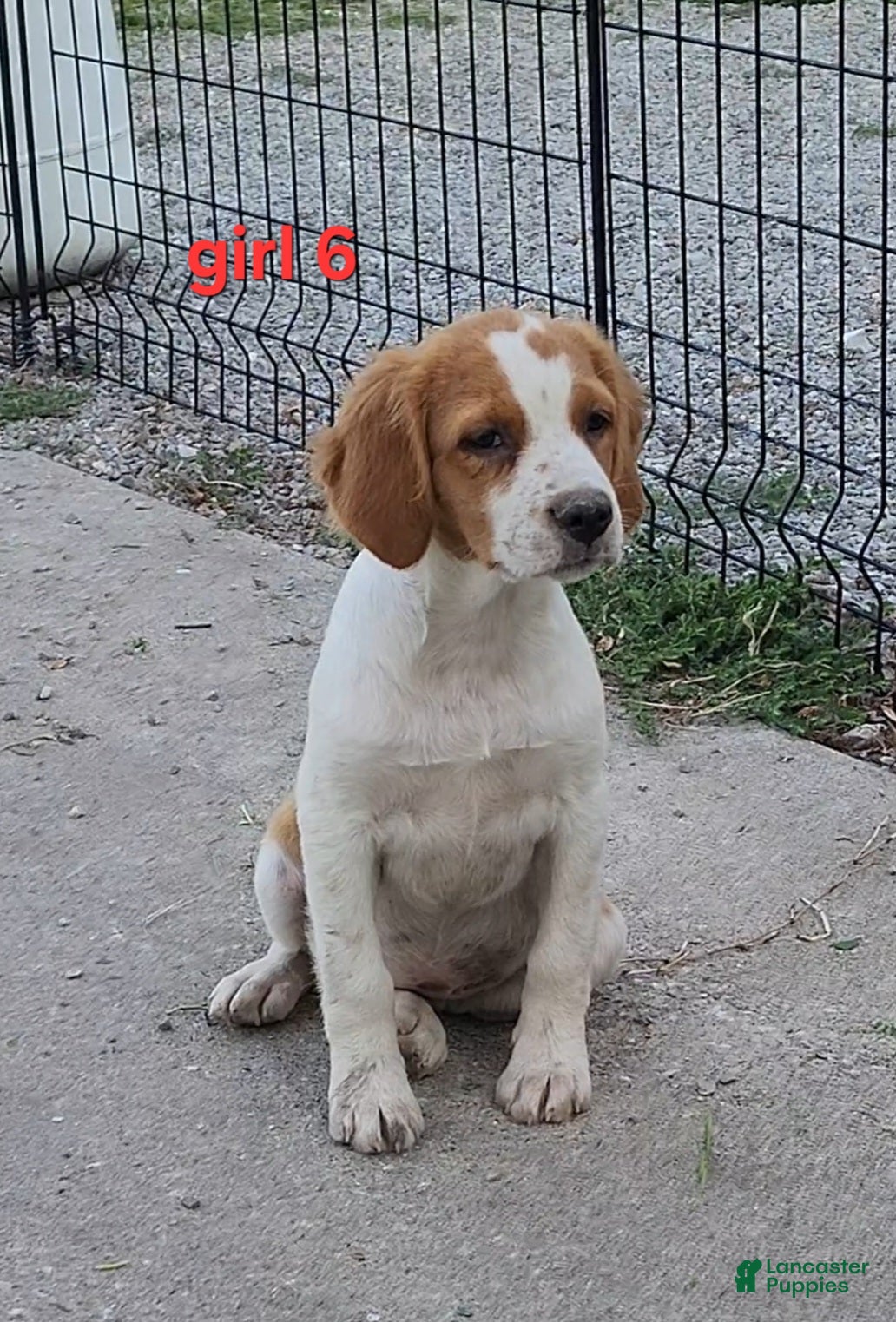 Brittany Spaniel dogs for sale: AKC/UKC French Brittany Annie's Girl 6 - Ad 1