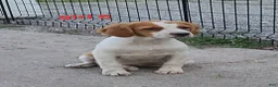 Brittany Spaniel dogs for sale: AKC/UKC French Brittany Annie's Girl 6 - Ad 1