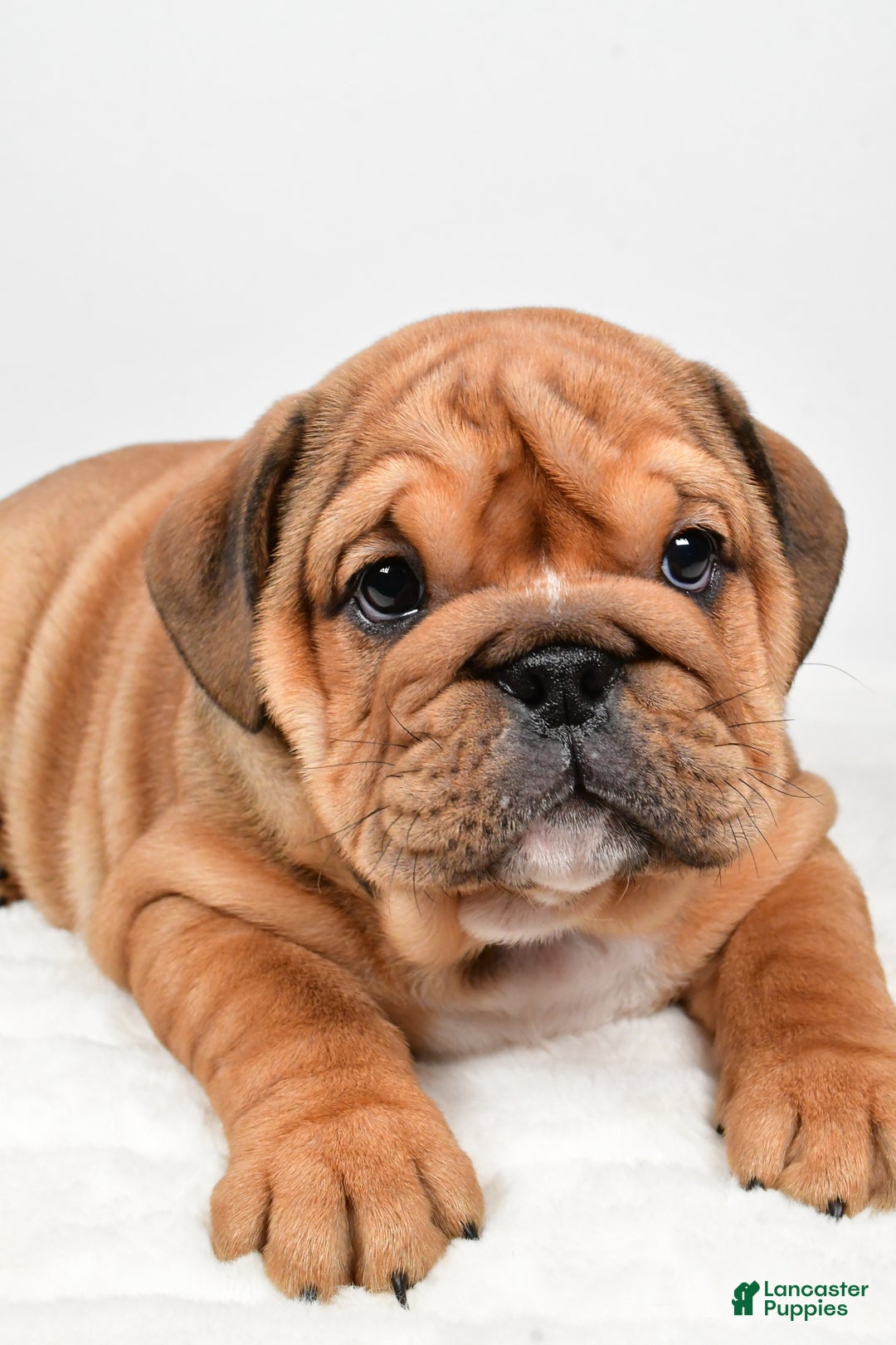 English Bulldog dogs for sale: Tiffany - Ad 5