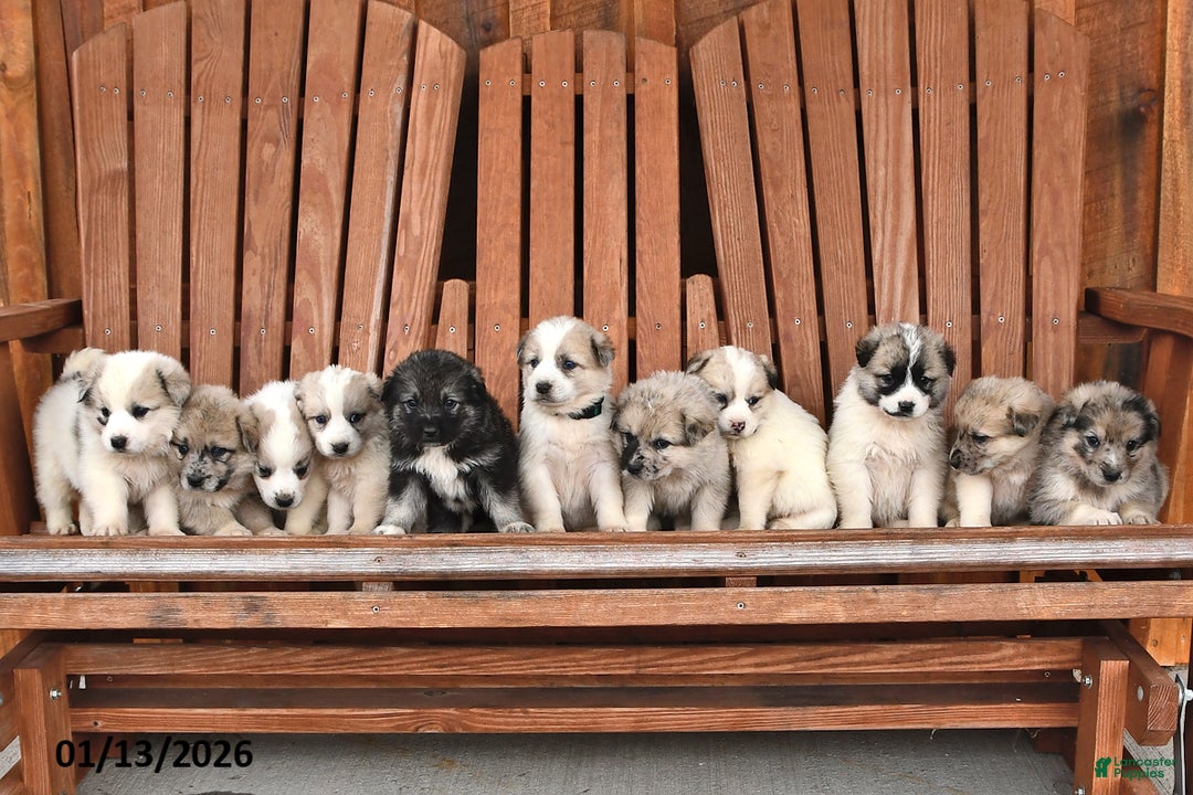 Mixed Breed dogs for sale: Rocky - Ad 3