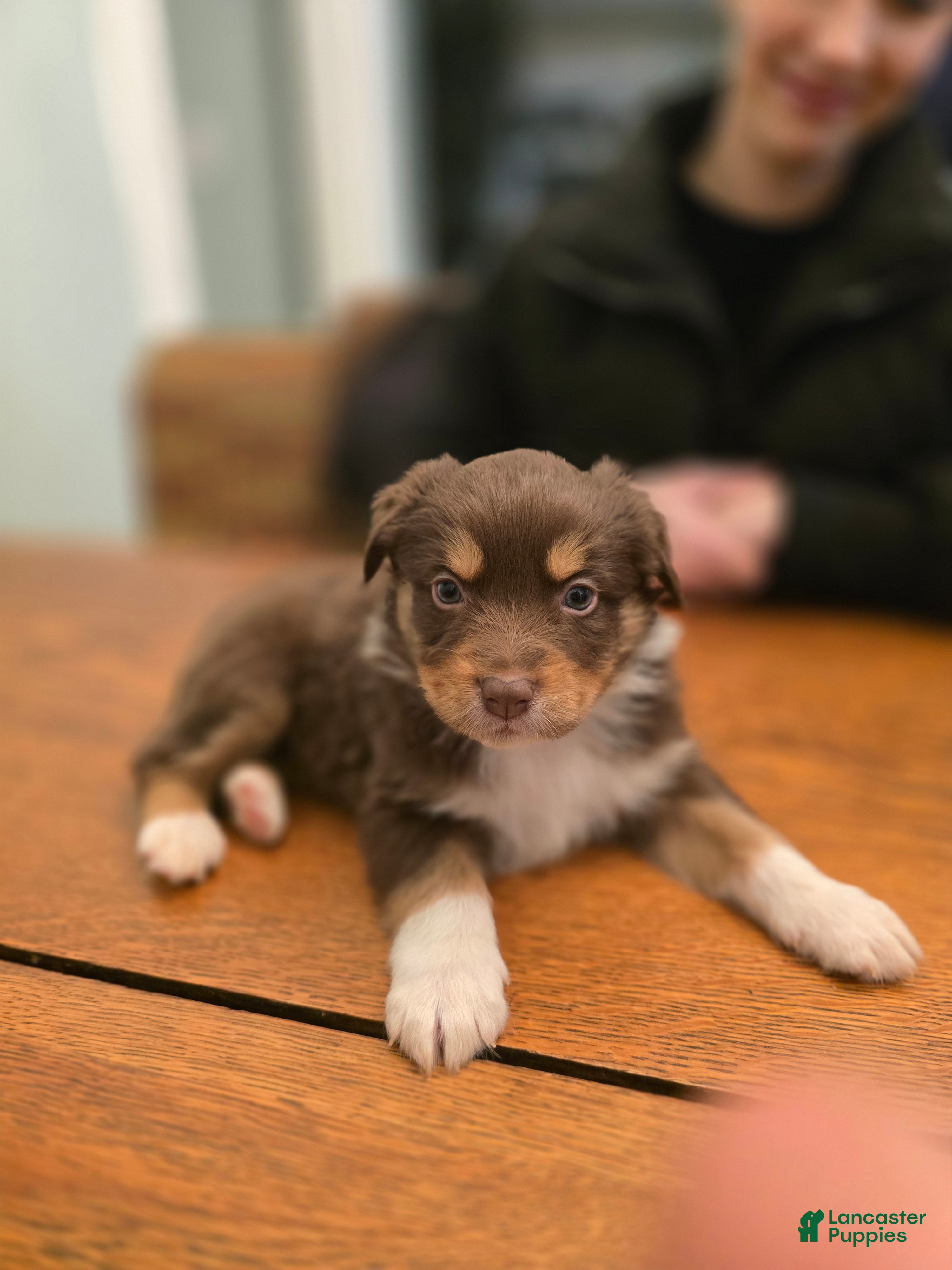 Australian Shepherd dogs Australian Shepherd Puppy 2 - Ad 32