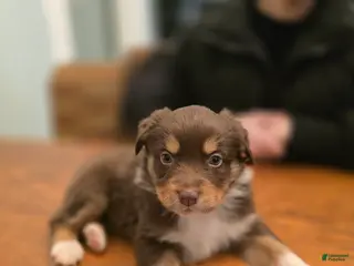 Australian Shepherd dogs Australian Shepherd Puppy 2 - Ad 32