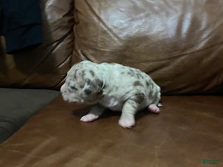 American Pit Bull Terrier dogs - Ad 37