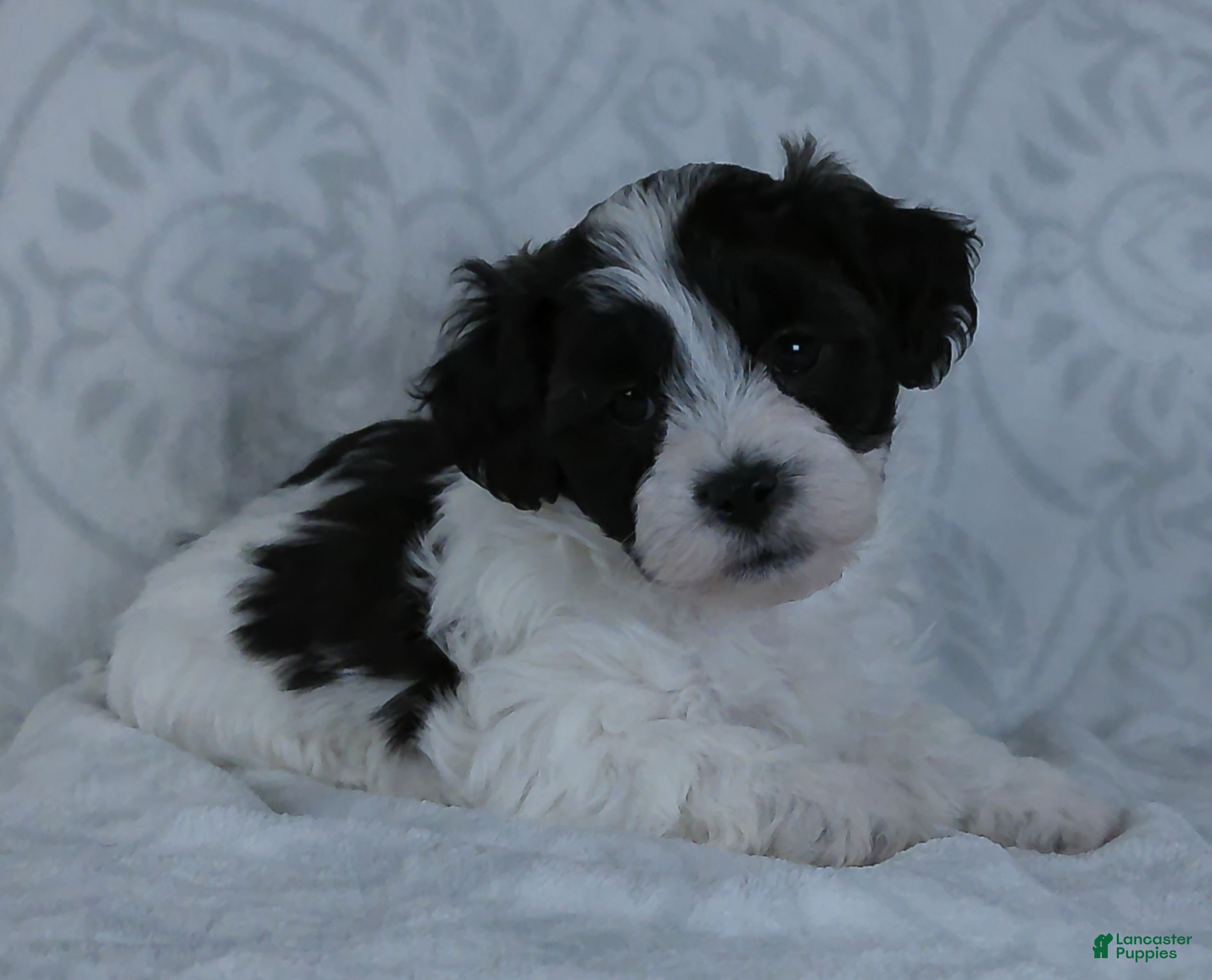 Teddy Bear dogs Patches - Ad 1