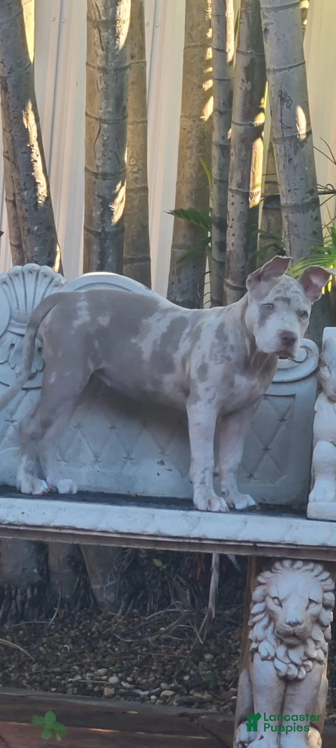 Gallery Image {{count}}