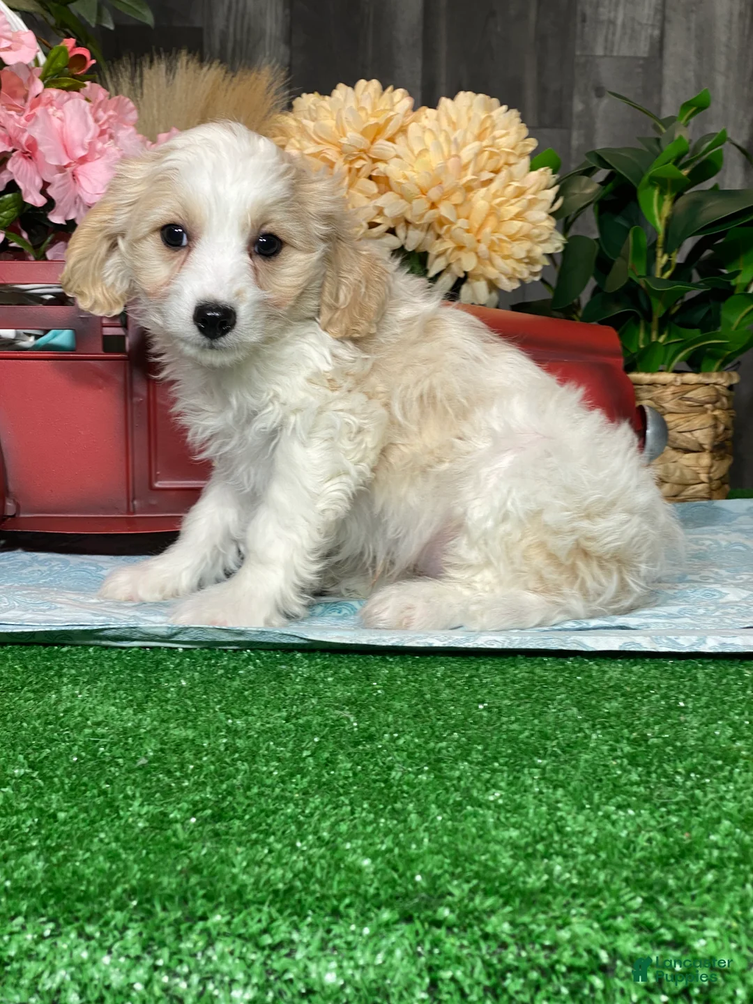 Cavapoochon dogs for sale:  Victor - Ad 1