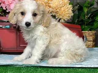 Cavapoochon dogs Victor - Ad 1