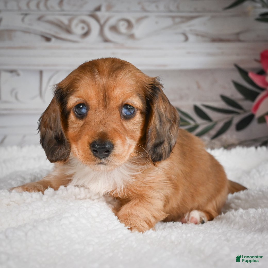 Miniature Dachshund dogs for sale: AKC-Brodie - Ad 9