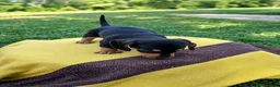Dachshund dogs for sale: Grace - Ad 4