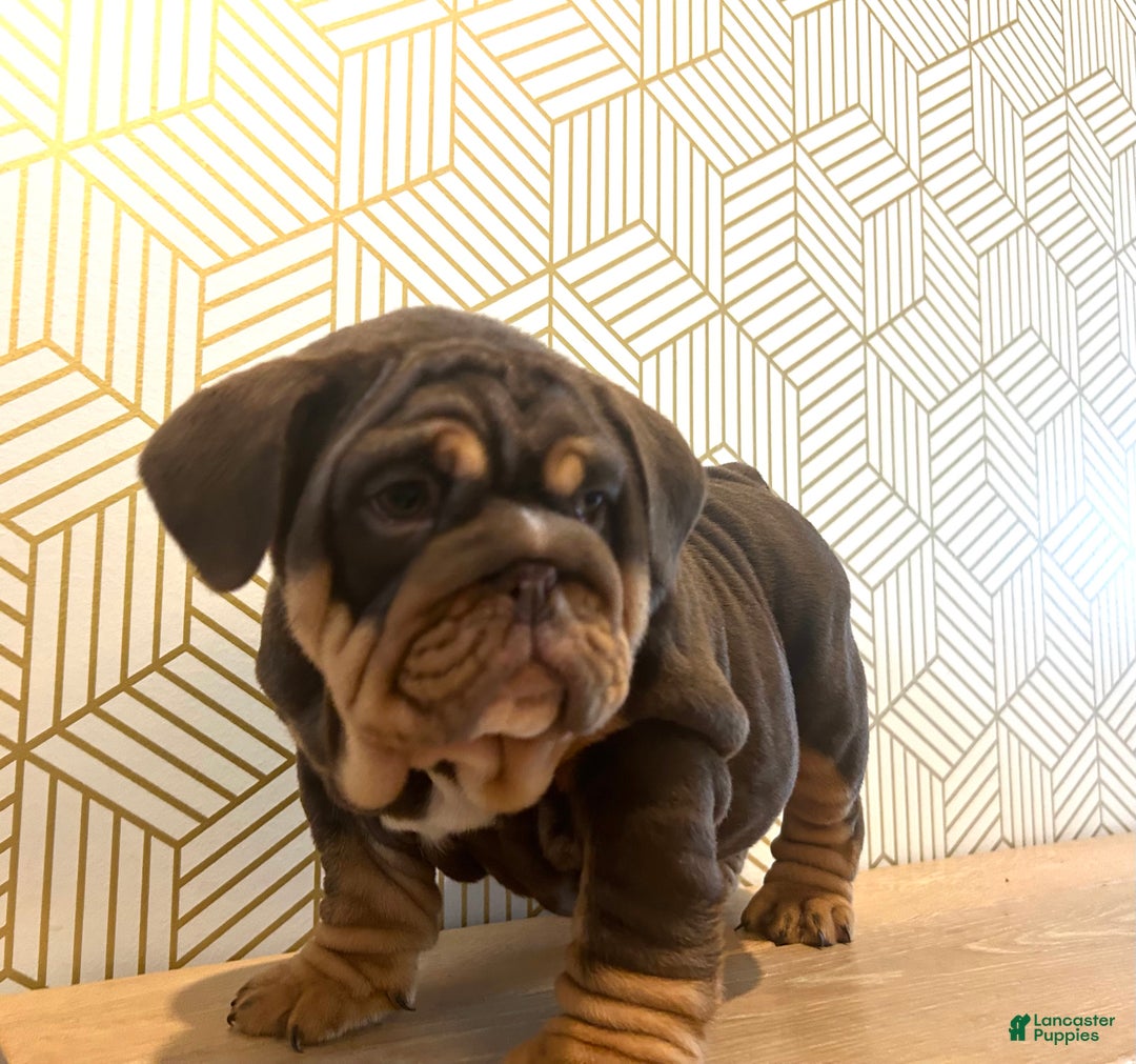 English Bulldog dogs for sale: Lily - Ad 4