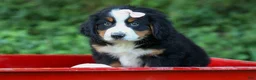Bernese Mountain Dog dogs for sale: SADIE - Ad 8