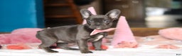 French Bulldog dogs for sale: Jade - Ad 5