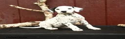 Dalmatian dogs for sale: Jingles - Ad 3