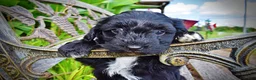 Havapoo dogs for sale: Harmony - Ad 4
