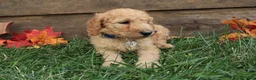 Goldendoodle dogs for sale: Cruz - Ad 4