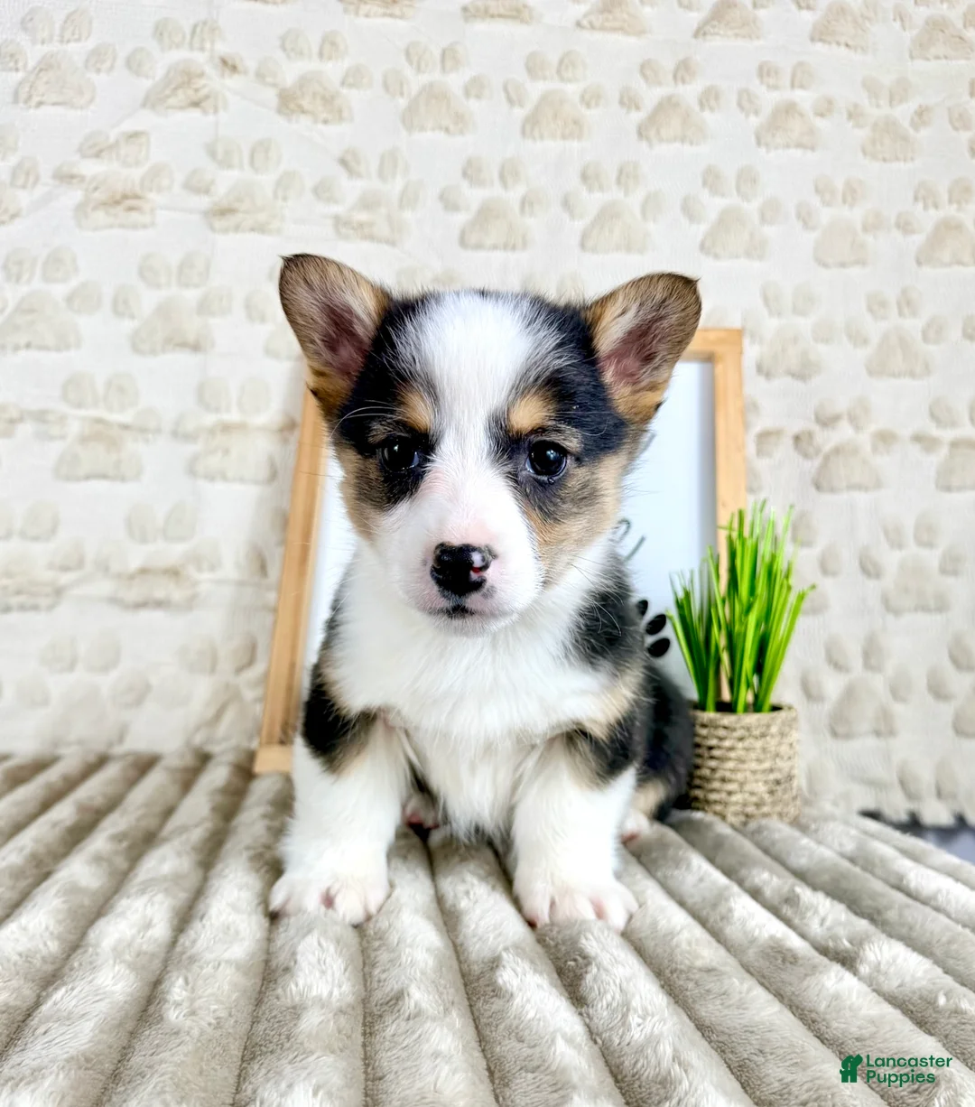 Welsh Corgi Pembroke dogs for sale: CKC Emmy - Ad 1