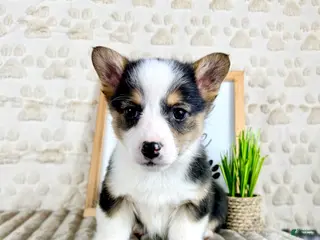 Welsh Corgi Pembroke dogs CKC Emmy - Ad 38