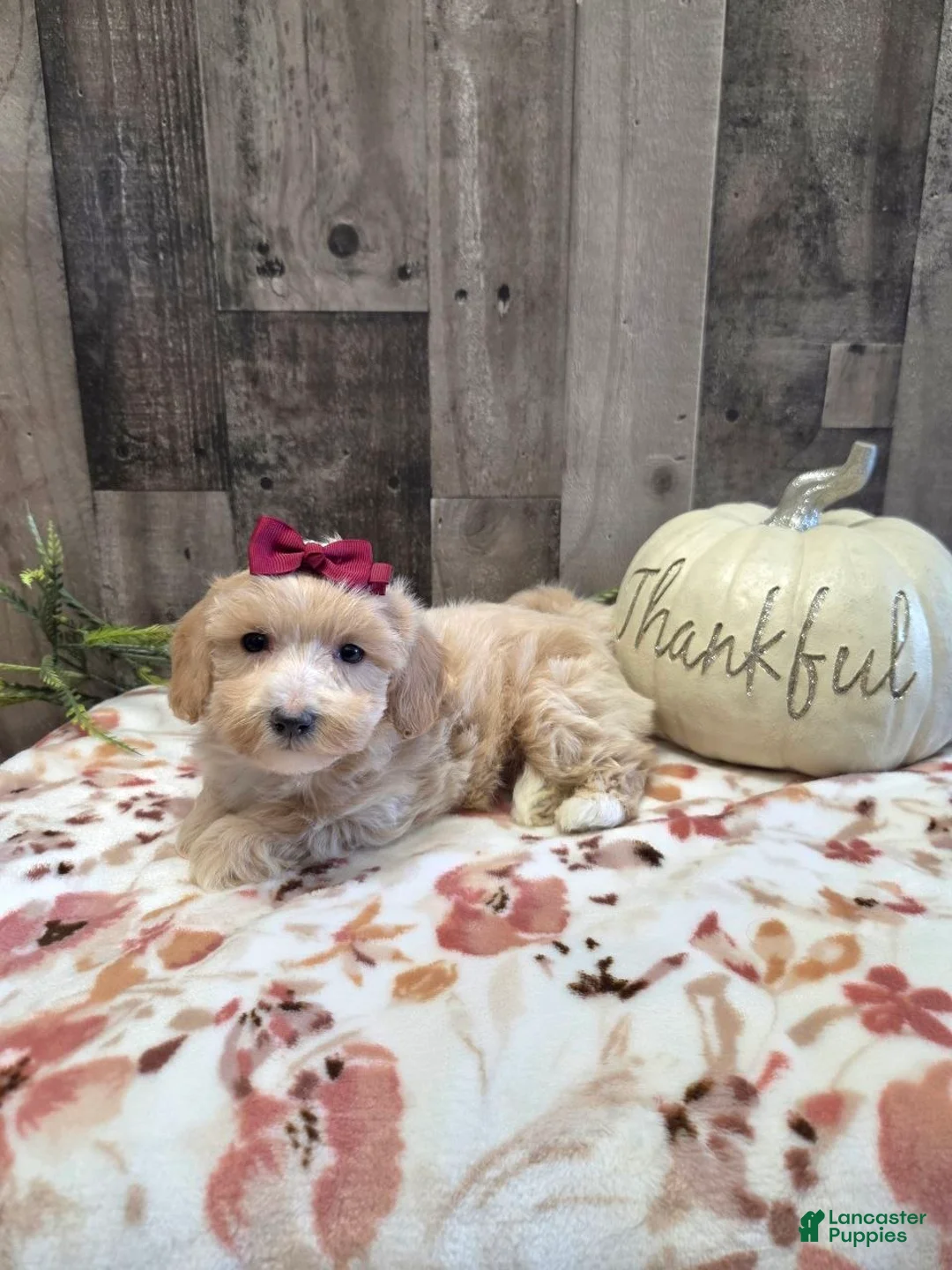 Maltipoo dogs for sale: Molly - Ad 1