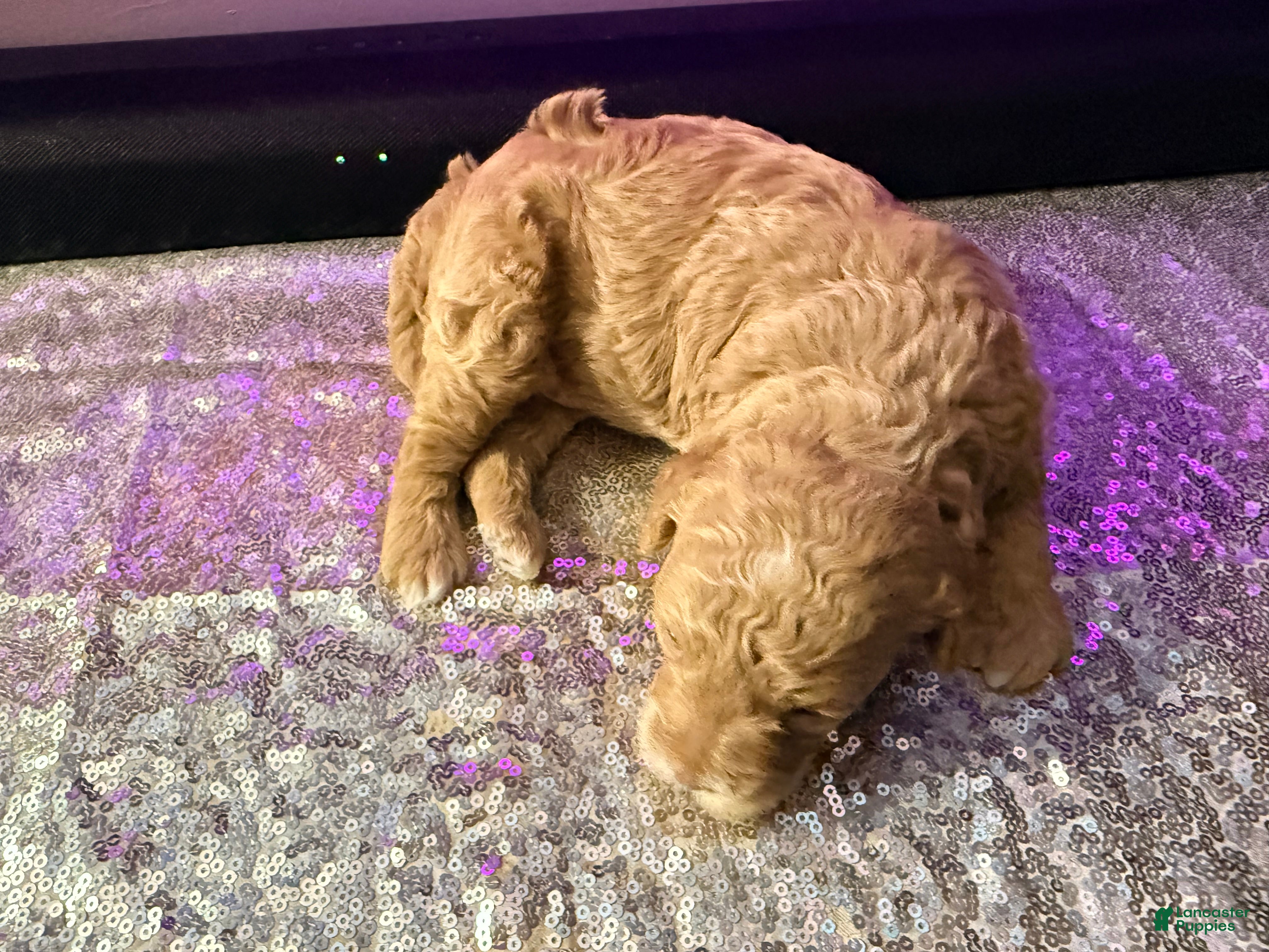 Mixed Breed dogs Honey - Ad 1