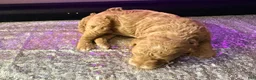 Mixed Breed dogs for sale: Honey - Ad 1