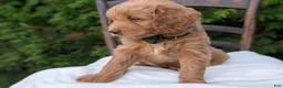 Mini Goldendoodle dogs for sale: Brody - Ad 9