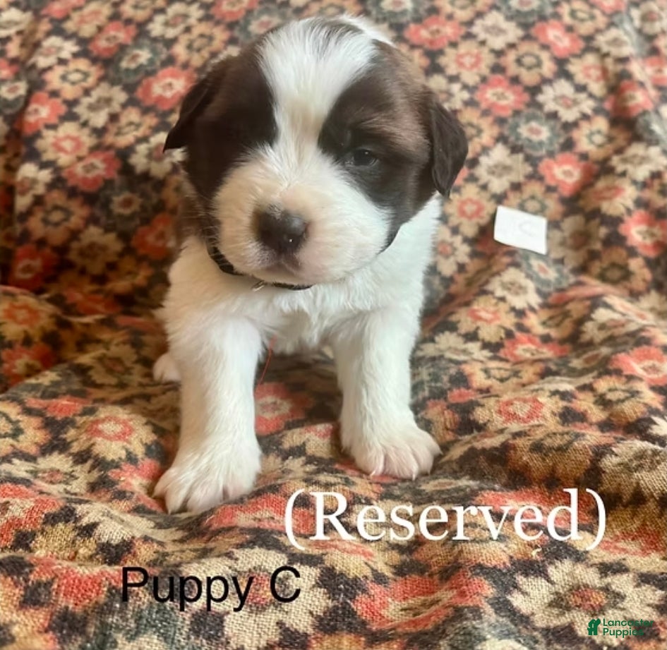 Saint Bernard dogs Saint Bernard Puppy 1 - Ad 34