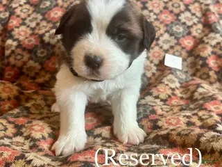 Saint Bernard dogs Saint Bernard Puppy 1 - Ad 34